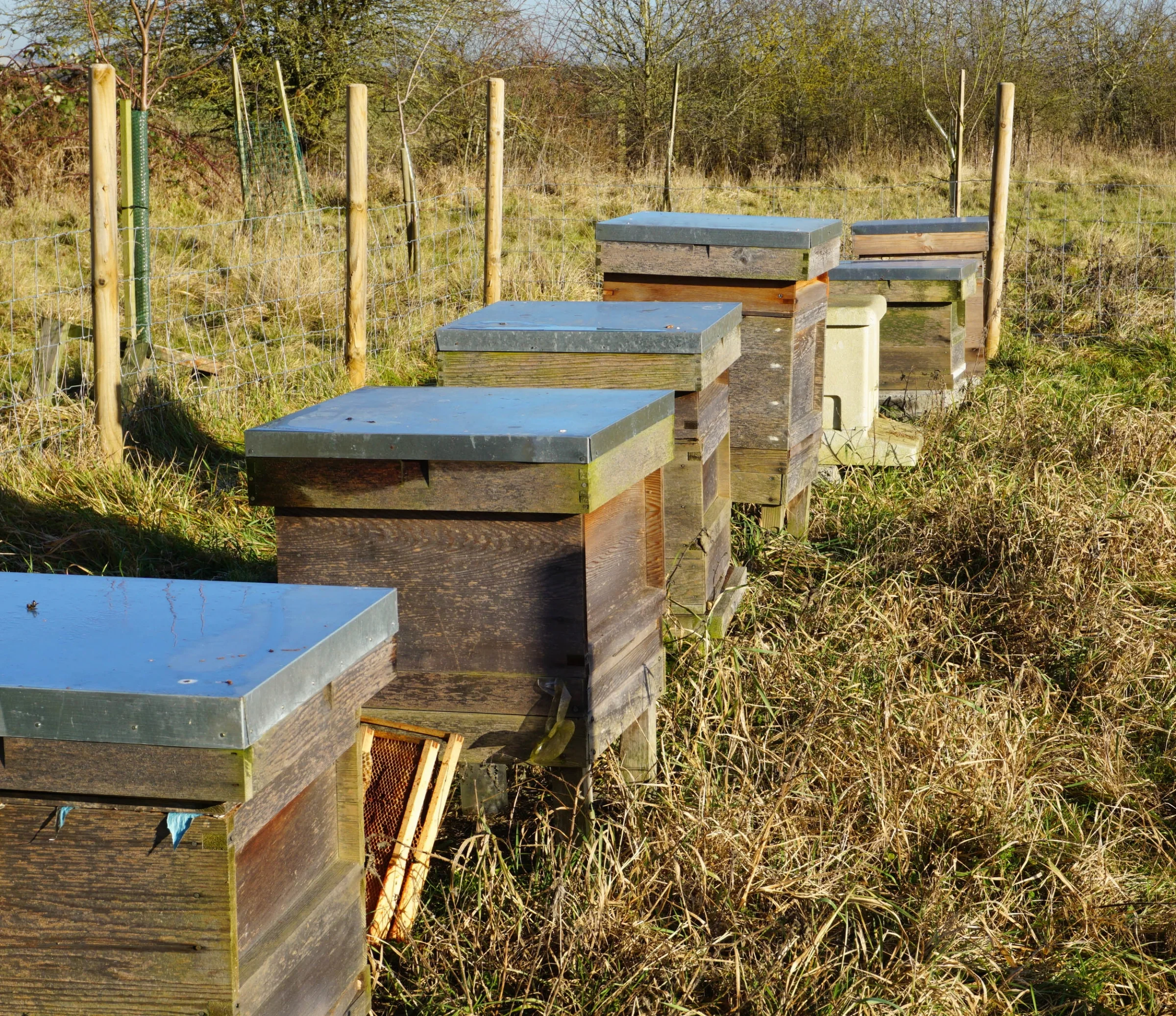 Our bee-hives January