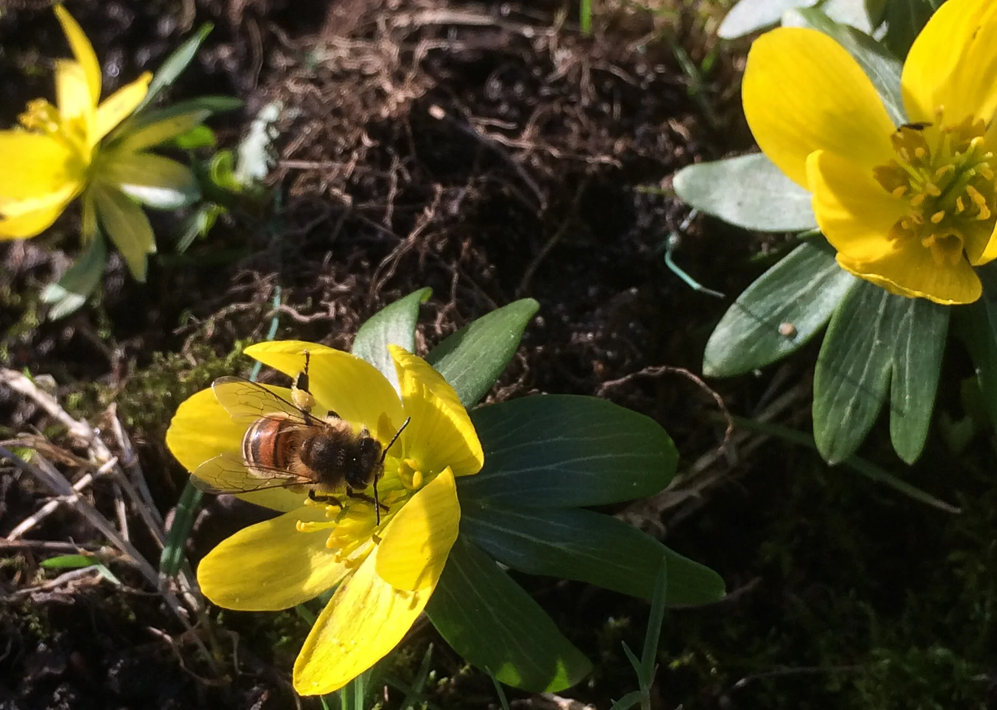 honey bee on winter aconite