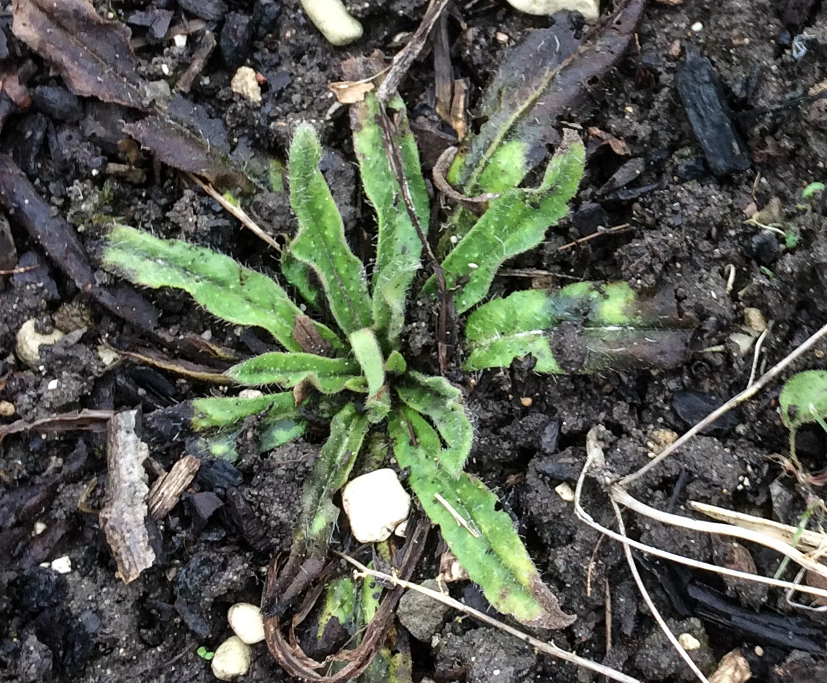 An echium vulgare seedling - yes, really ugly but the flowers are magnificent