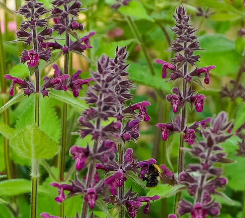 Stachys sylvaticum (hedge woundwort)