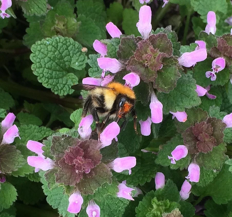 Carder bumblebee on dead nettle and with the orange pollen on its head