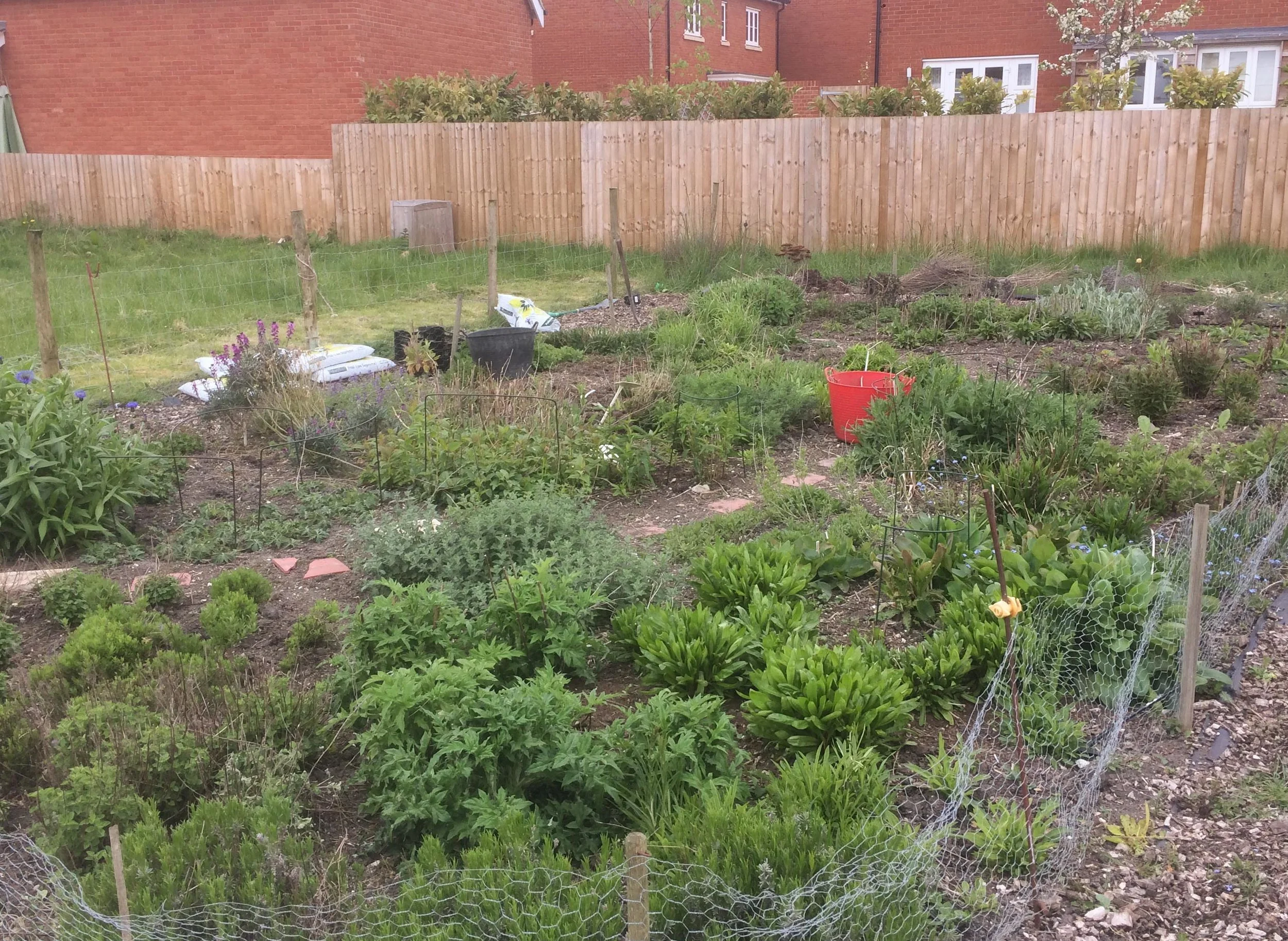 The main research bed now - looking quite tidy!