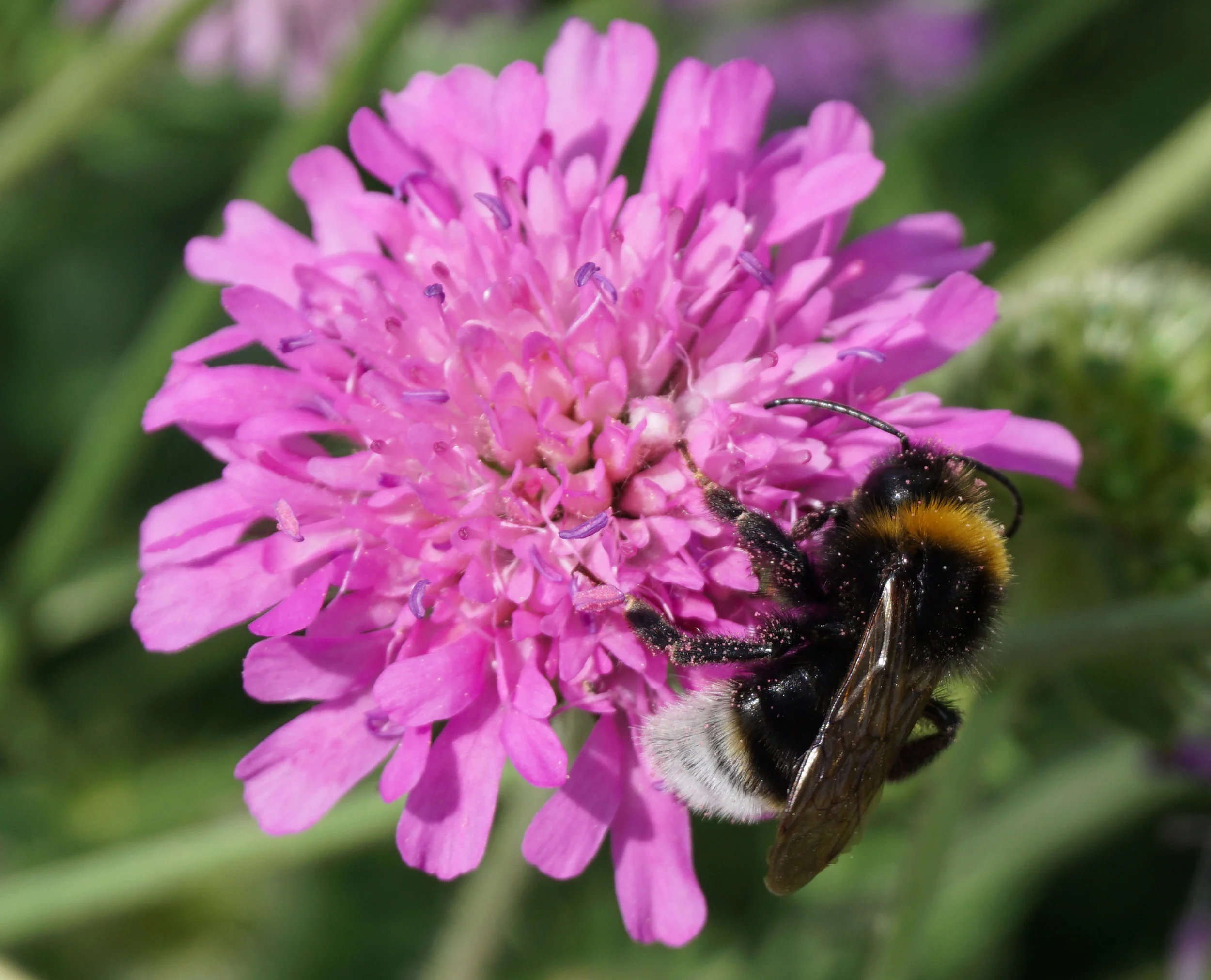 Bombus vestalis on knautea macedonica