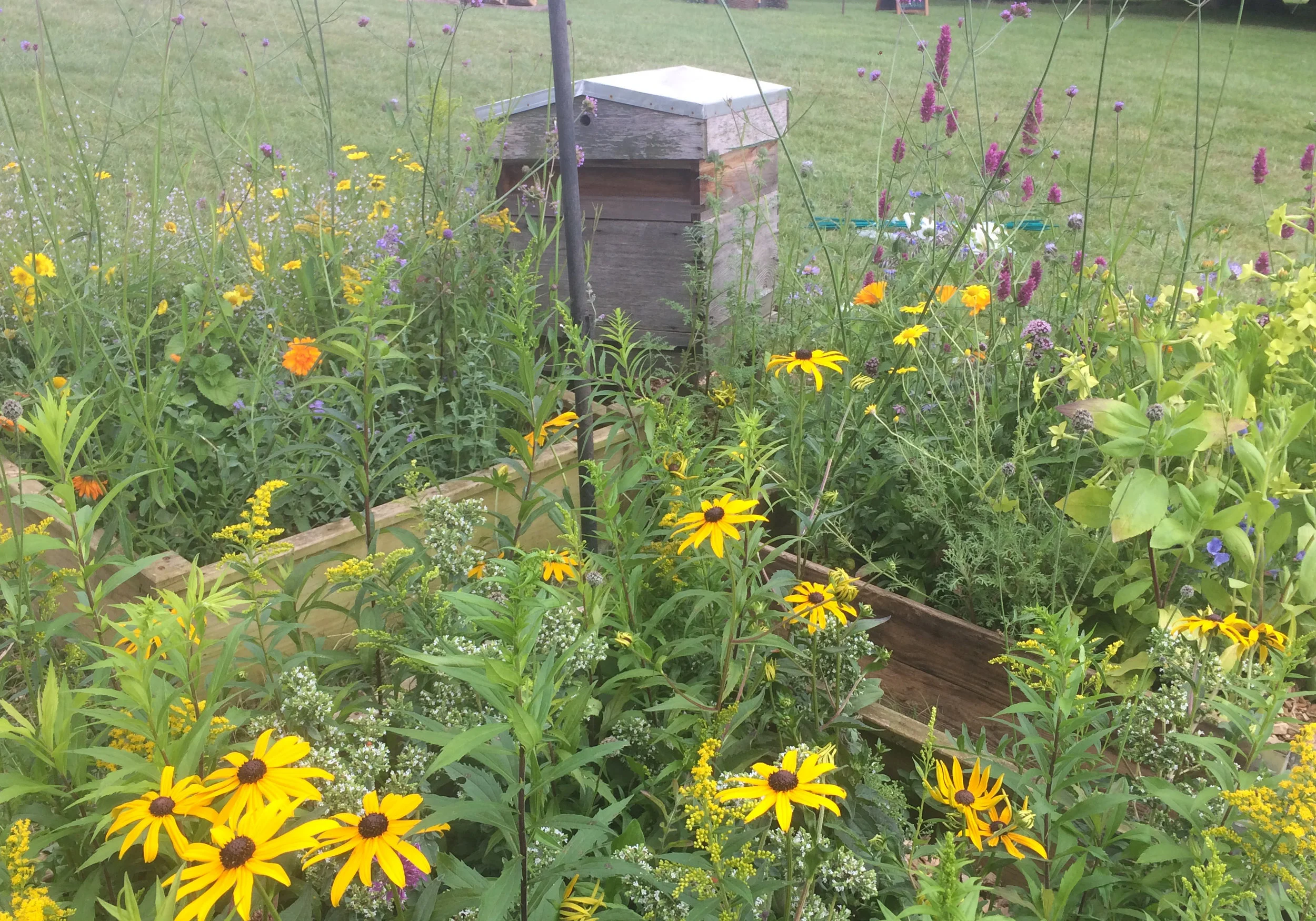 One of the 'rosybee' borders in the Wildlife Zone