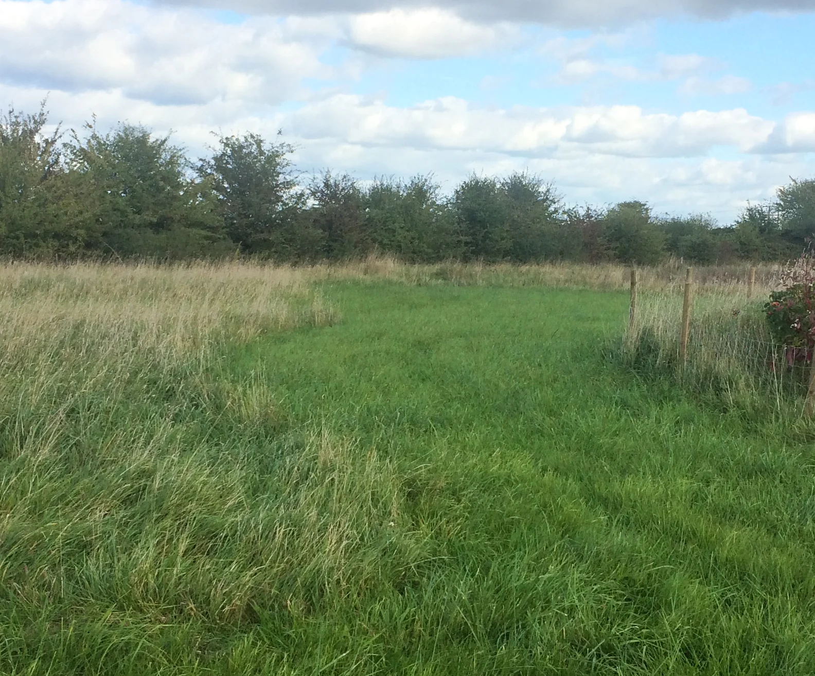 The grass at rosybee kept at different lengths for different butterflies
