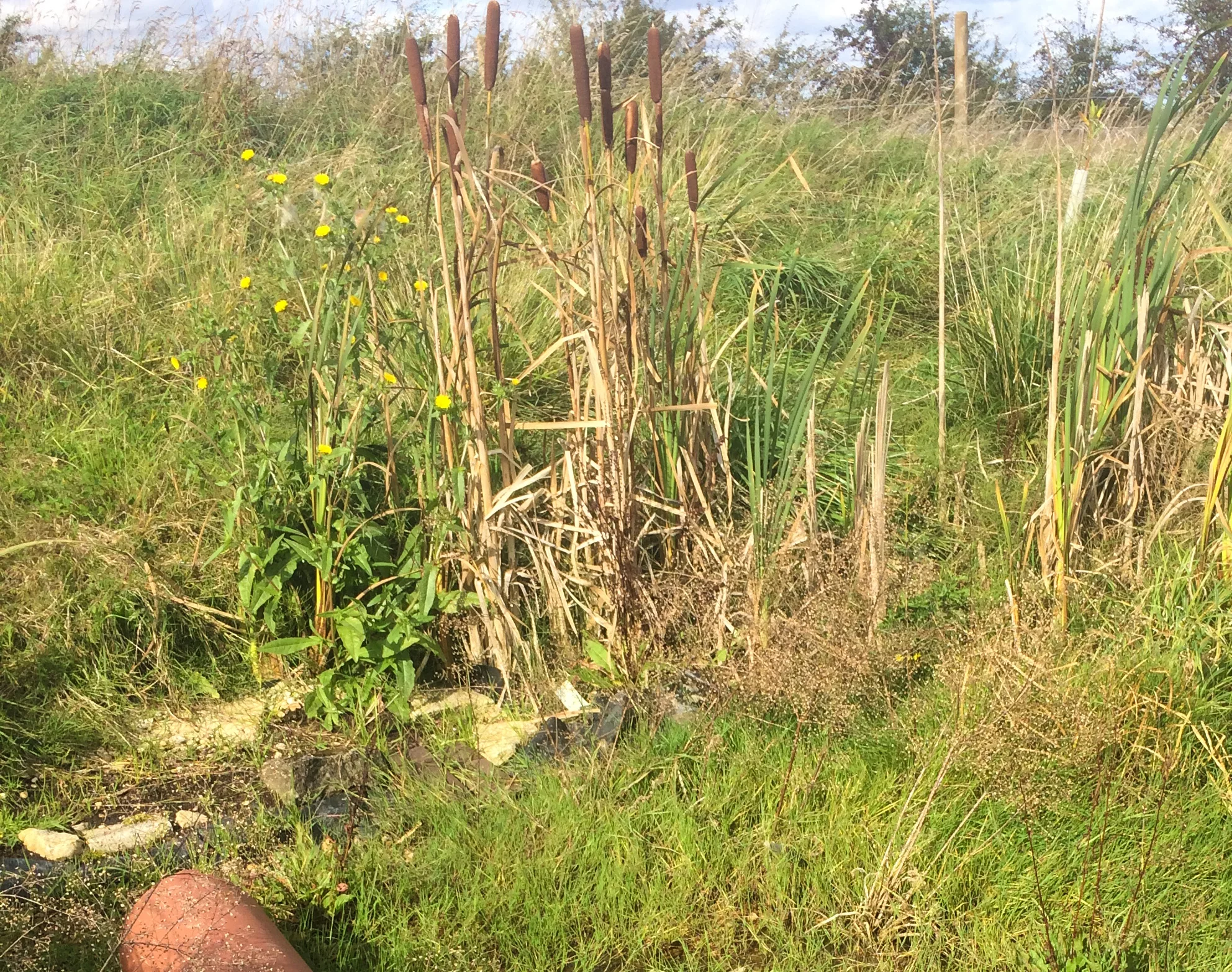 The pond at rosybee - water very low in summer and almost completely covered by grass