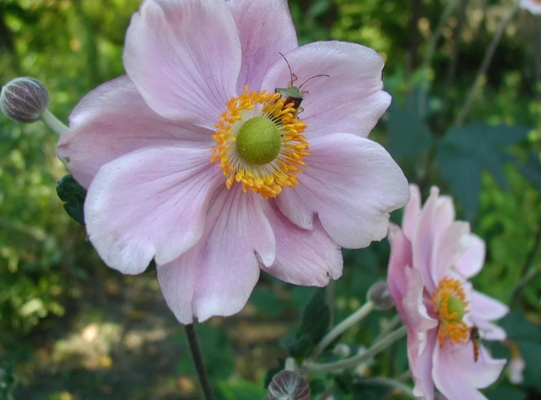 Anemone-hupehensis-flowers.JPG
