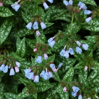 pulmonaria.jpg