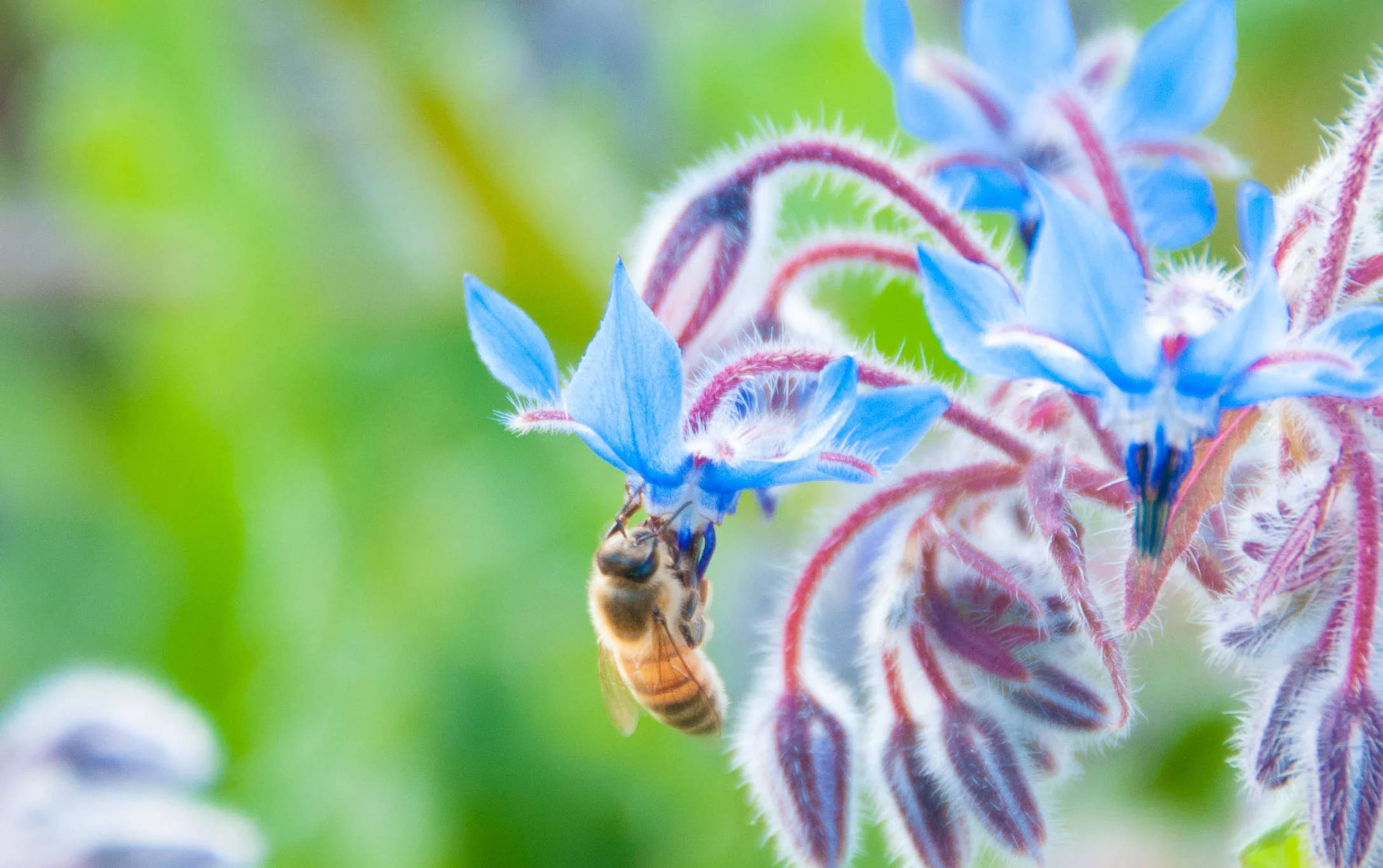 borage honeybee.jpg