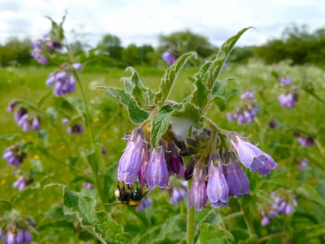 comfrey.jpg