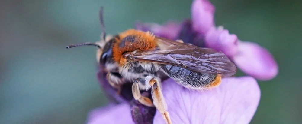 Andrena haemorrhoa showing distinctive orange end of her abdomen
