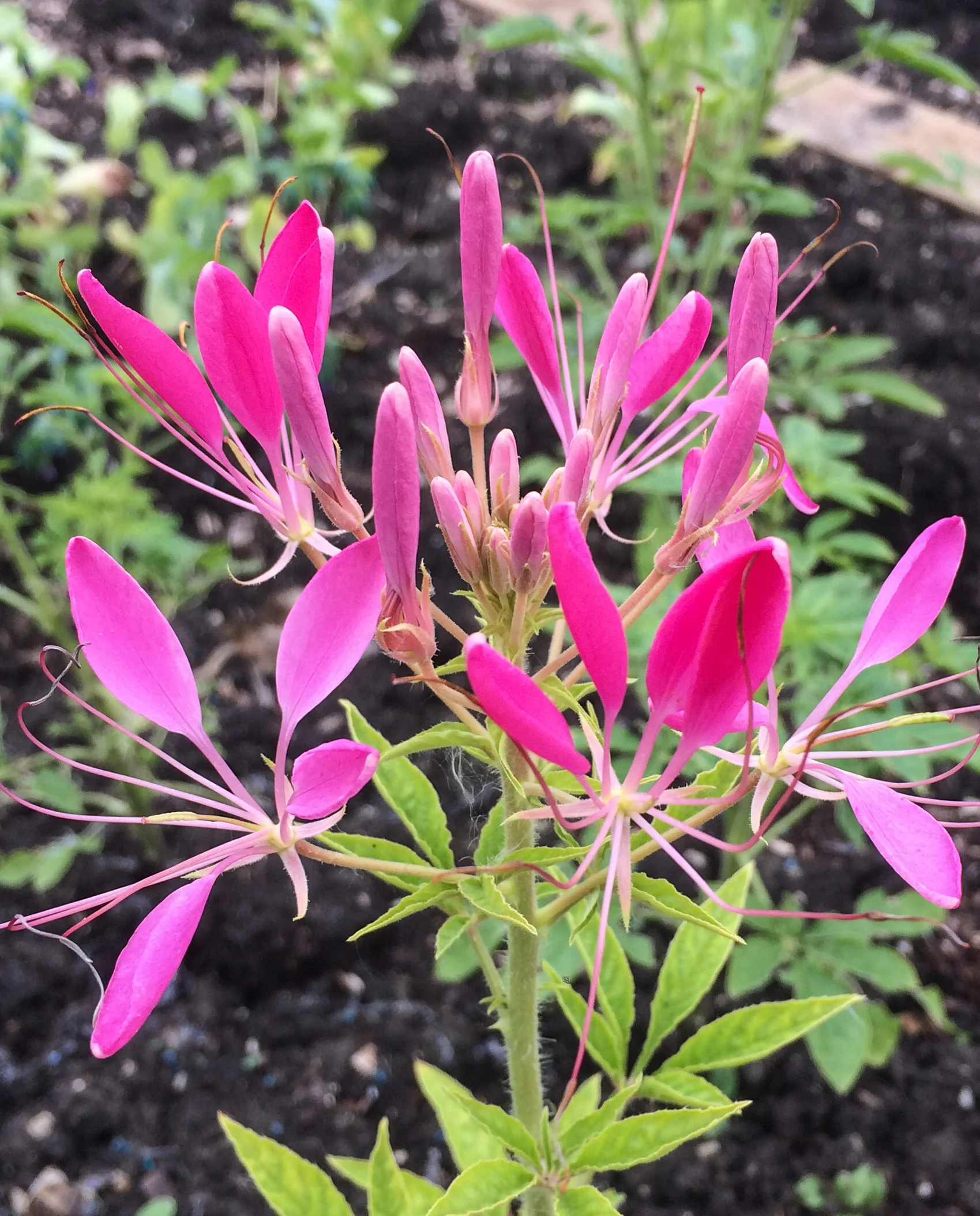 Cleome