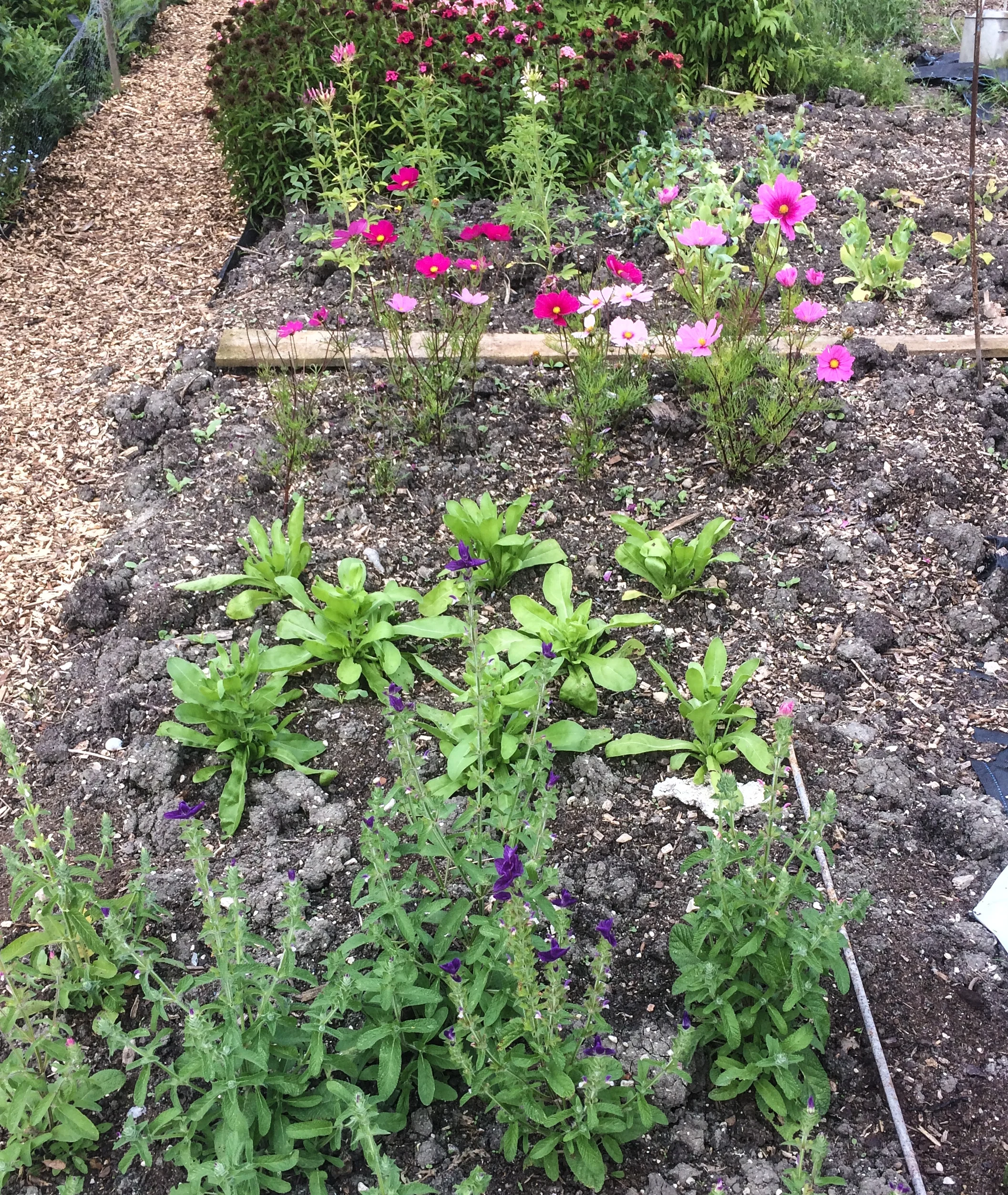 Newly planted annuals in sq meter blocks