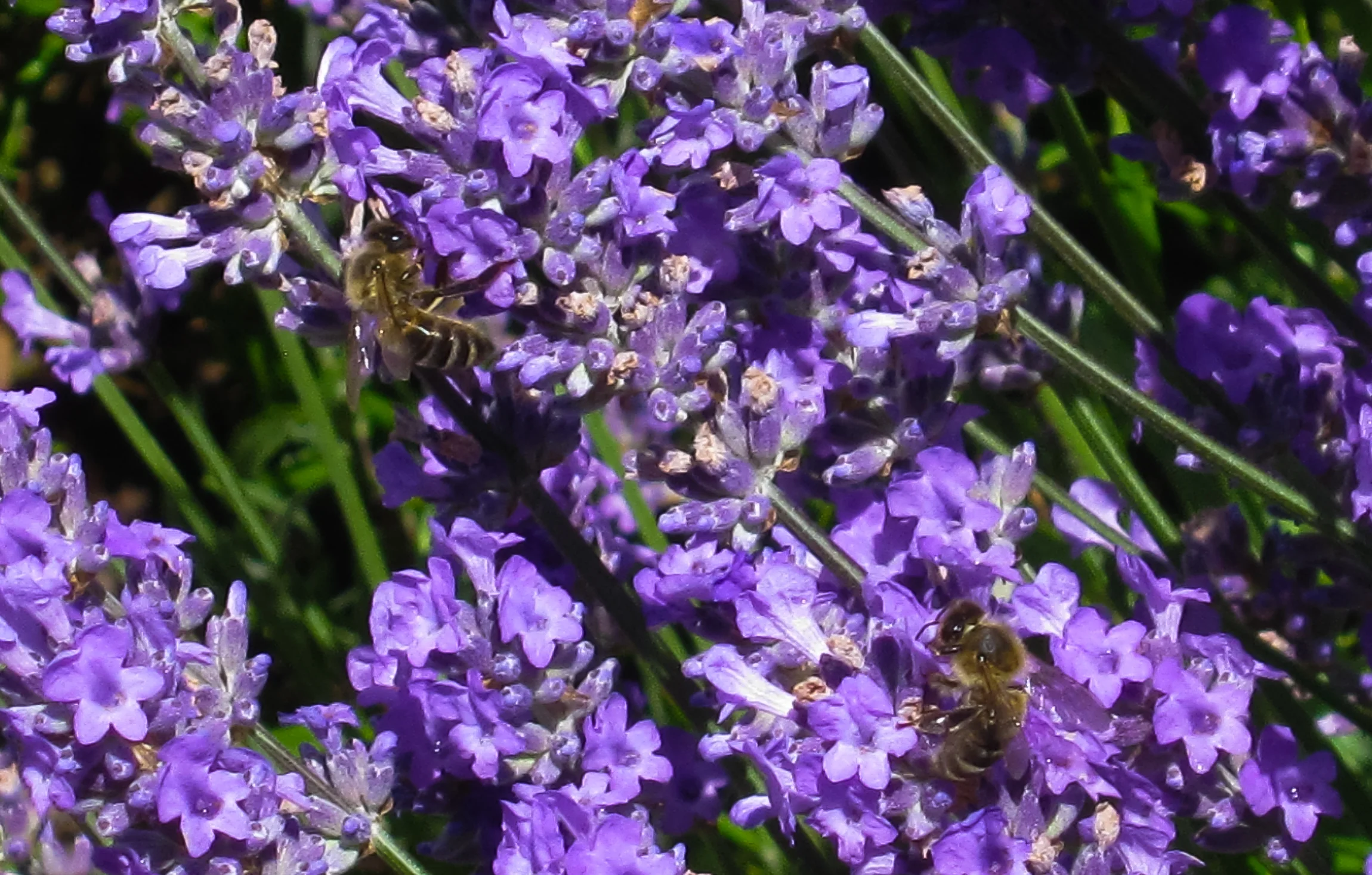 lavender munstead.jpg