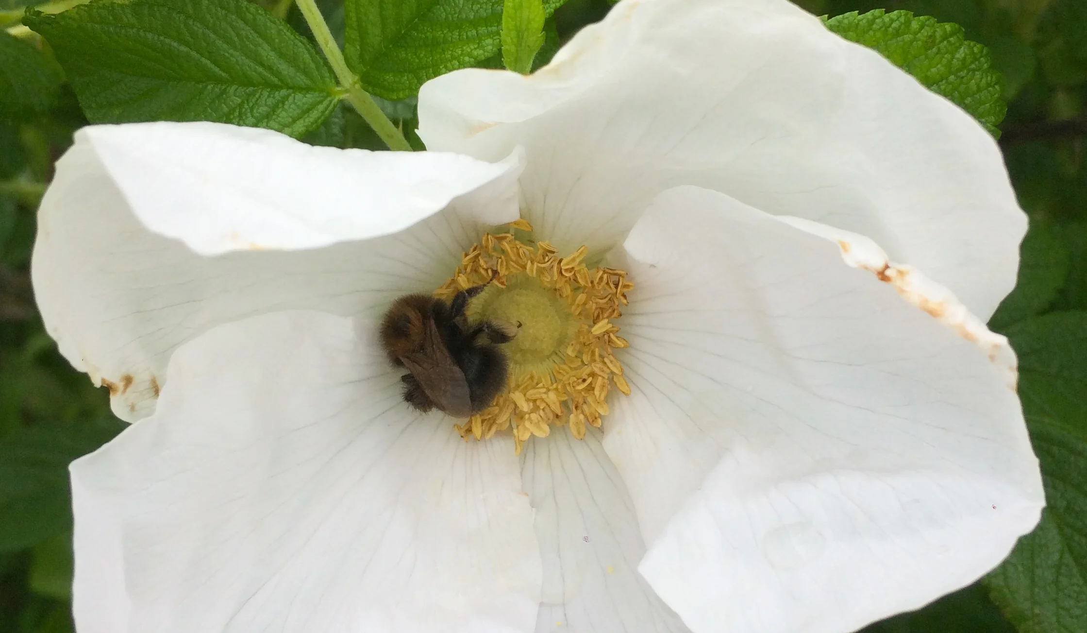 Tree bumblebee in the shade of a rosa rugosa
