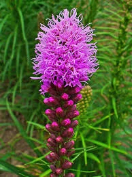 liatris.jpg