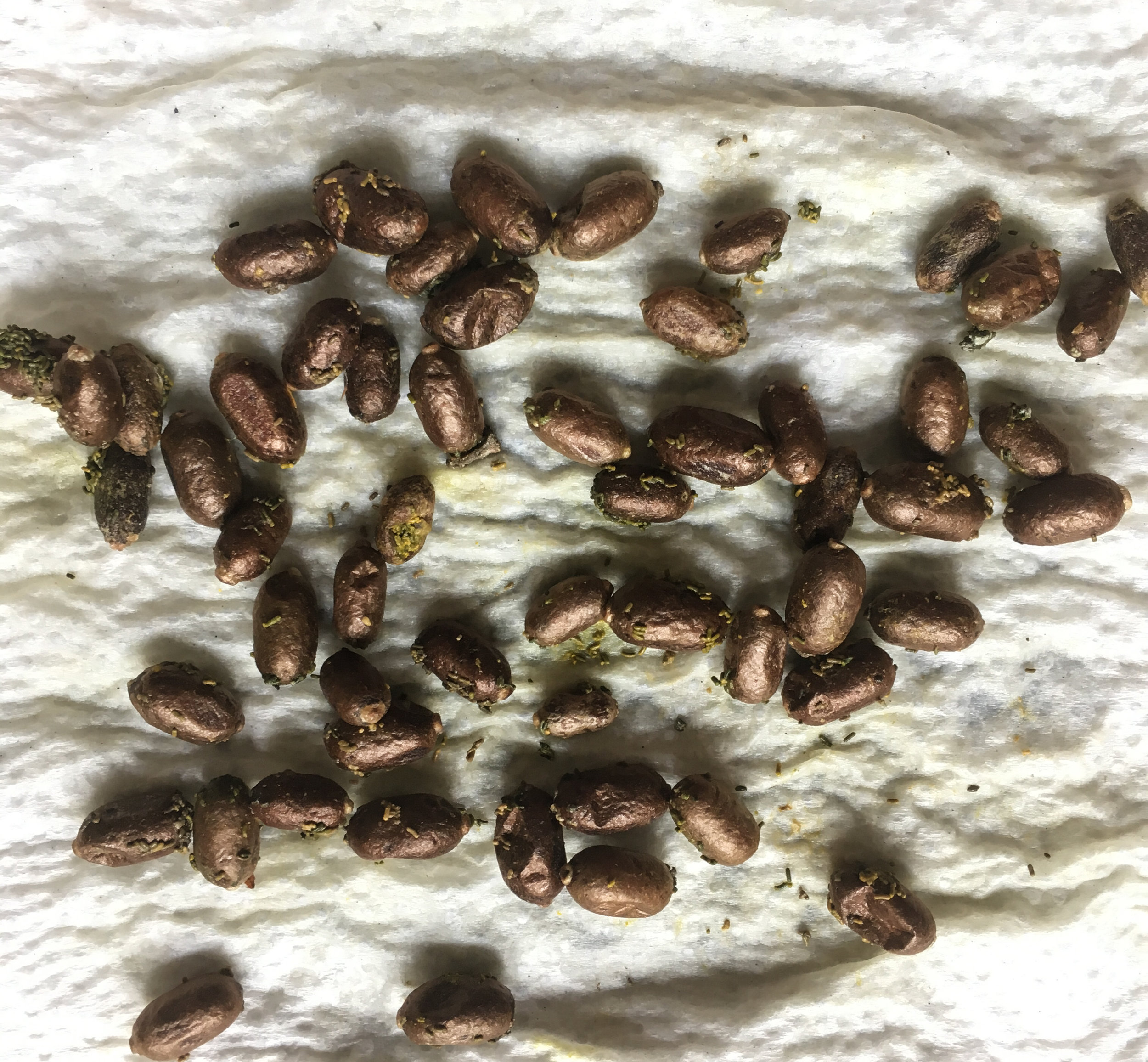 Cleaning the solitary bee cocoons — rosybee - plants for bees