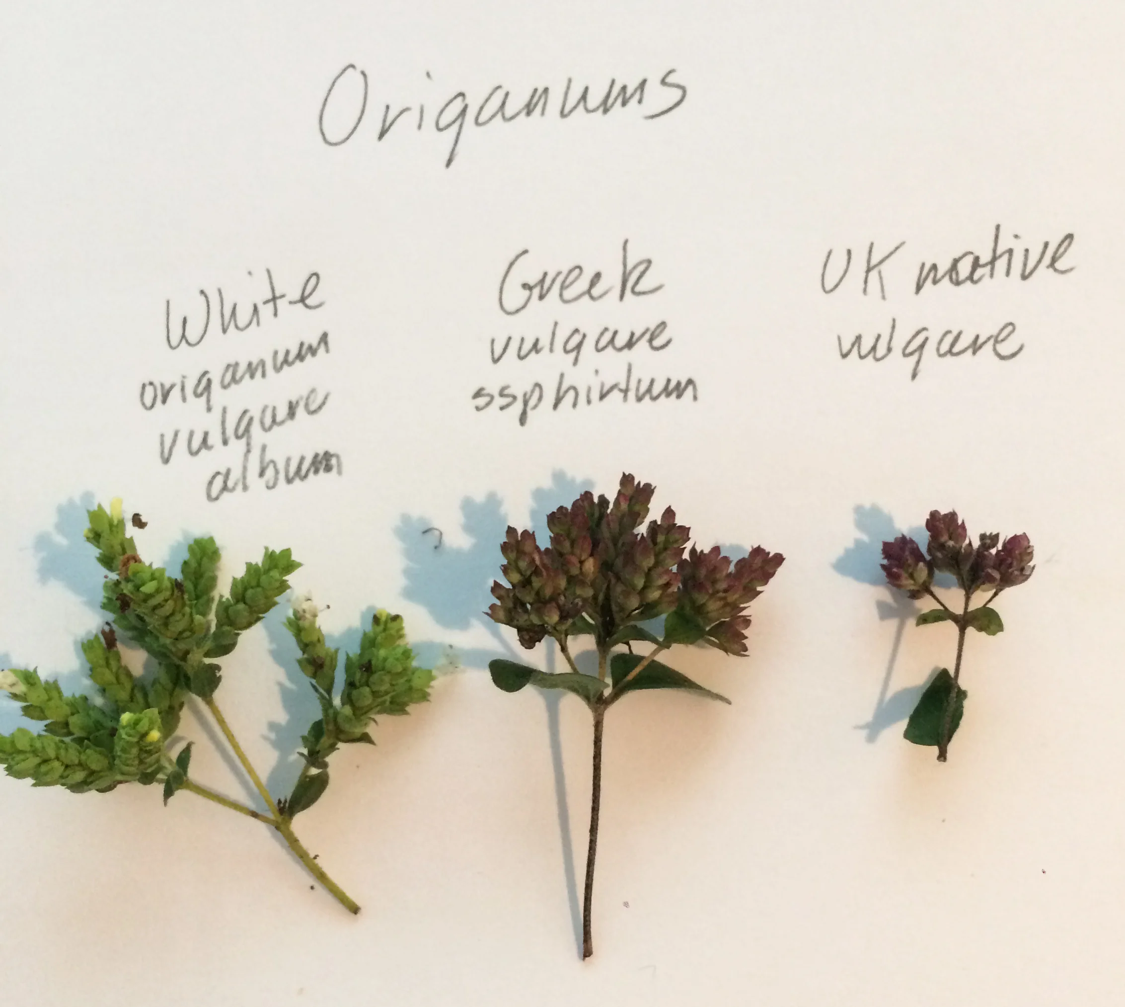 A range of dried origanum samples at rosybee