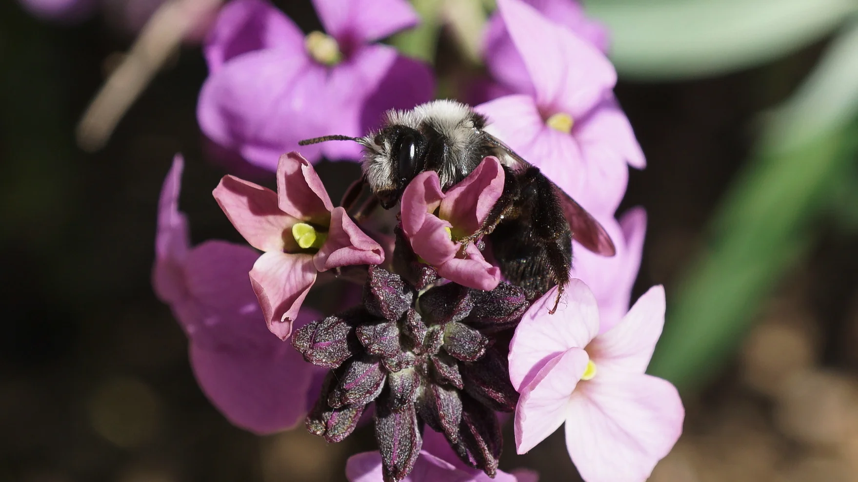 Erysimum ‘Bowles mauve’ with ashy mining bee
