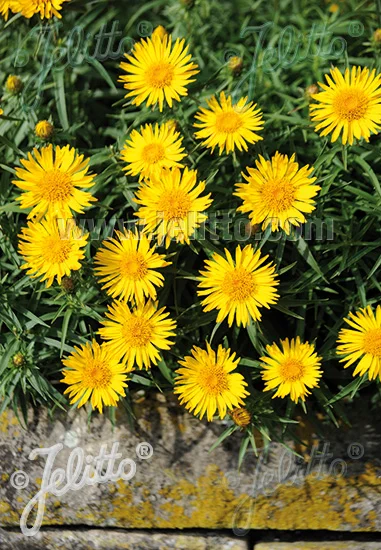 inula comp.jpg