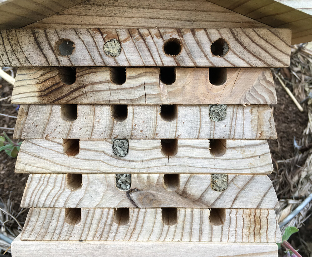 Do Bug Hotels Need Cleaning? 2 Do Bug Hotels Need Cleaning?