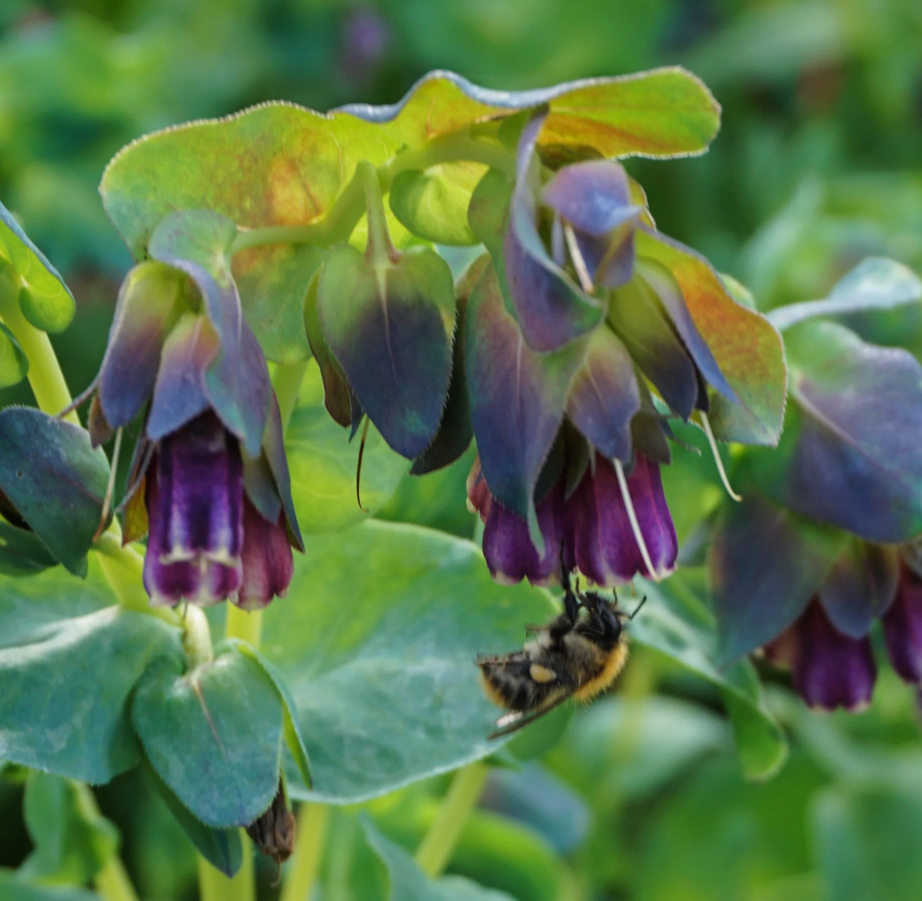 cerinthe.jpg