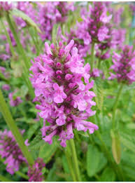 stachys hummelo.jpg