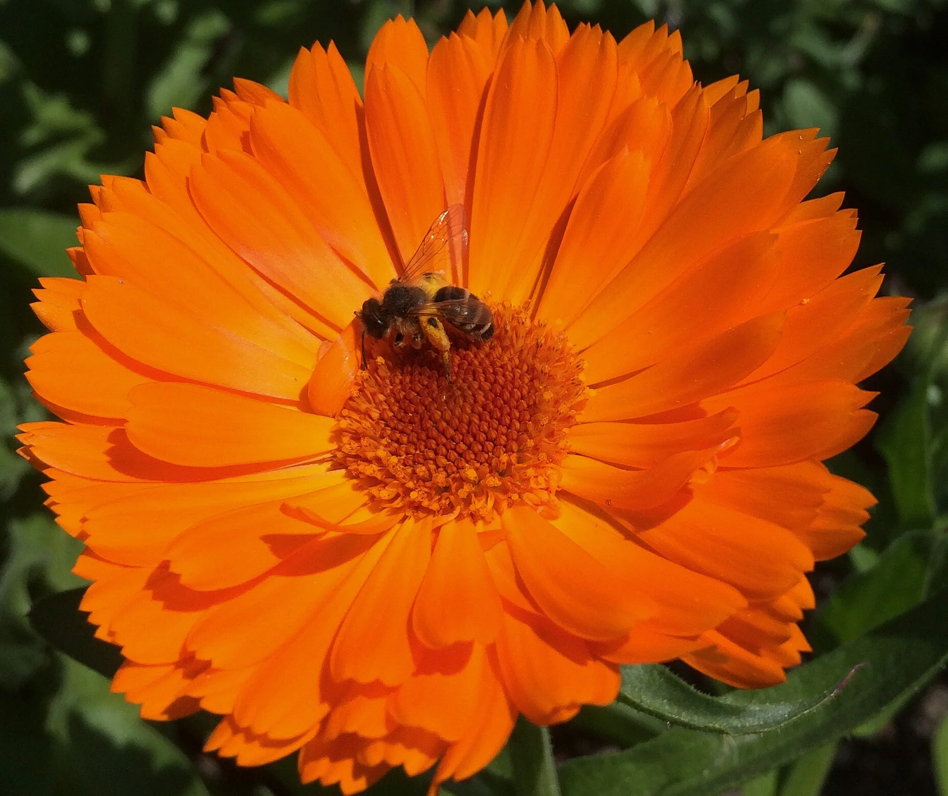 calendula.jpg