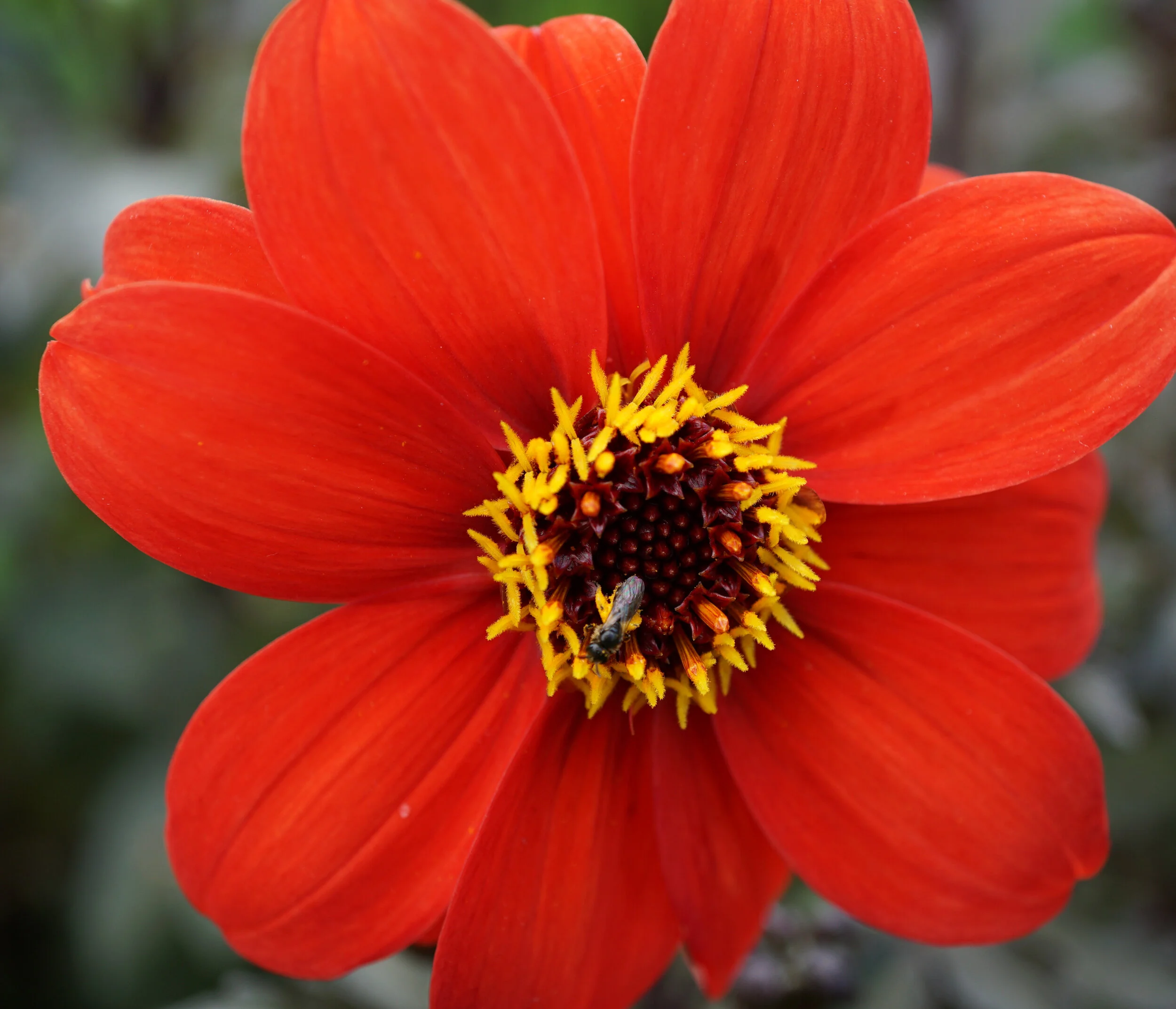dahlia bishop.jpg