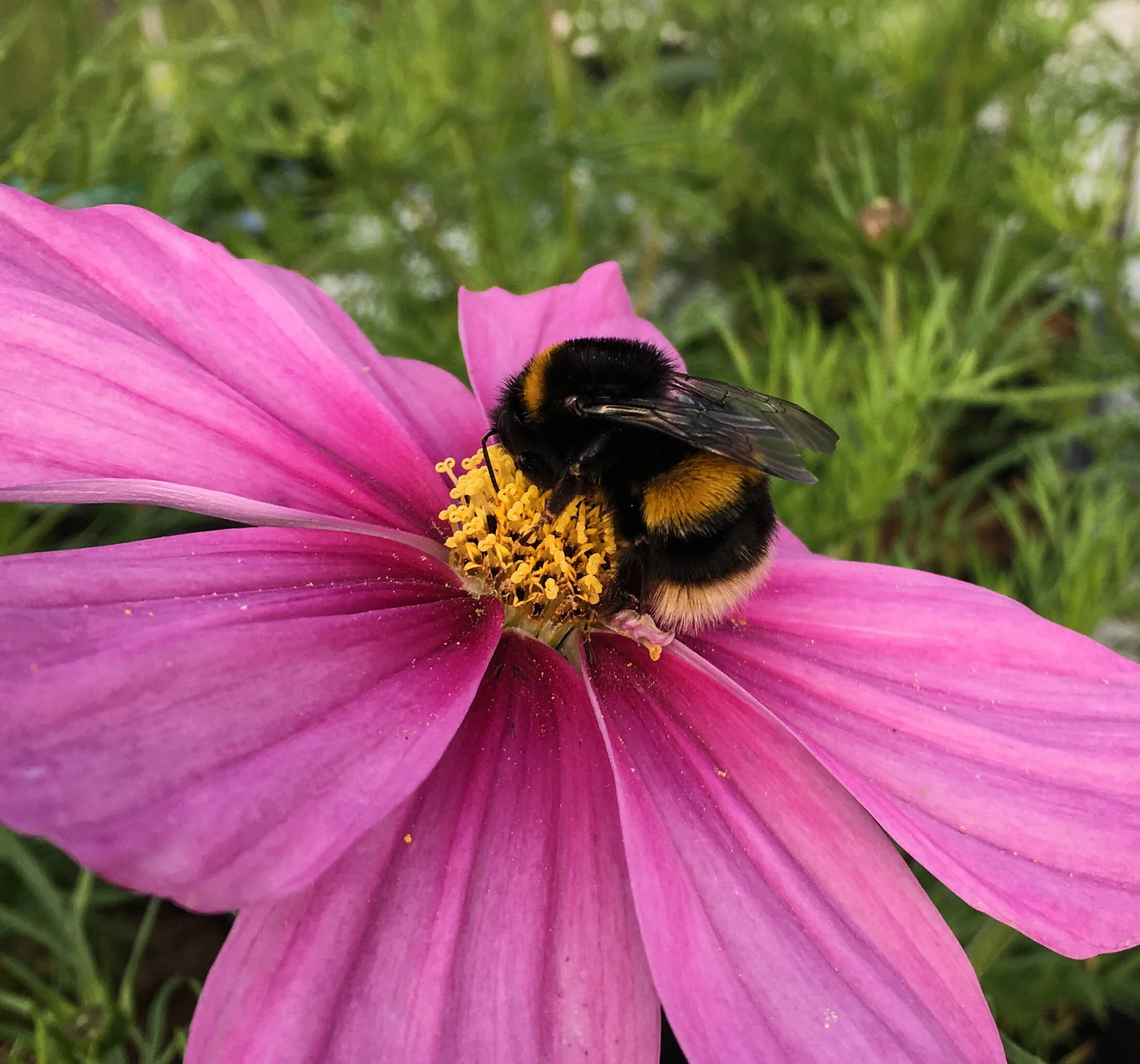 bufftail queen cosmos.jpg