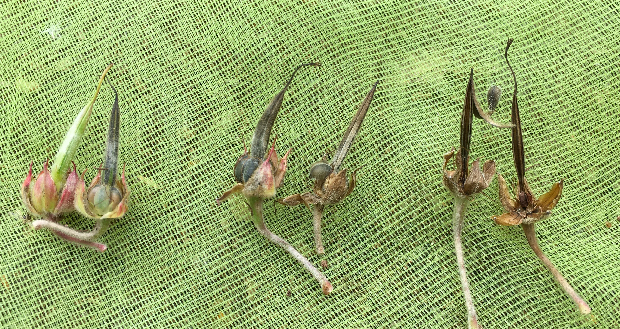 Collecting Geranium Seeds Rosybee Plants For Bees