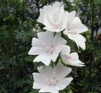 white+malva.jpg
