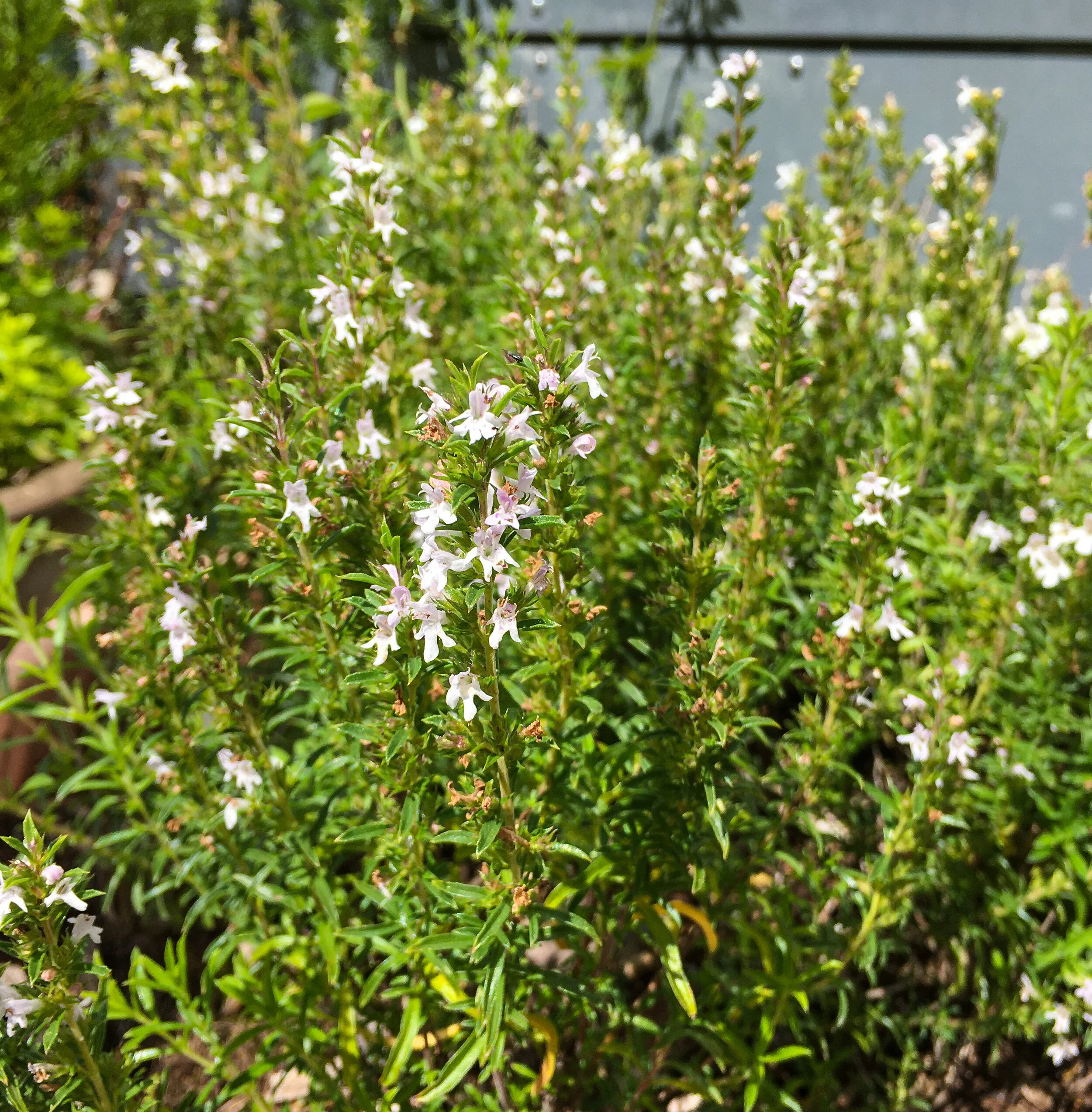 winter savory.jpg