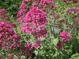 red valerian.jpg