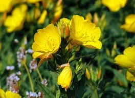 evening primrose.jpg