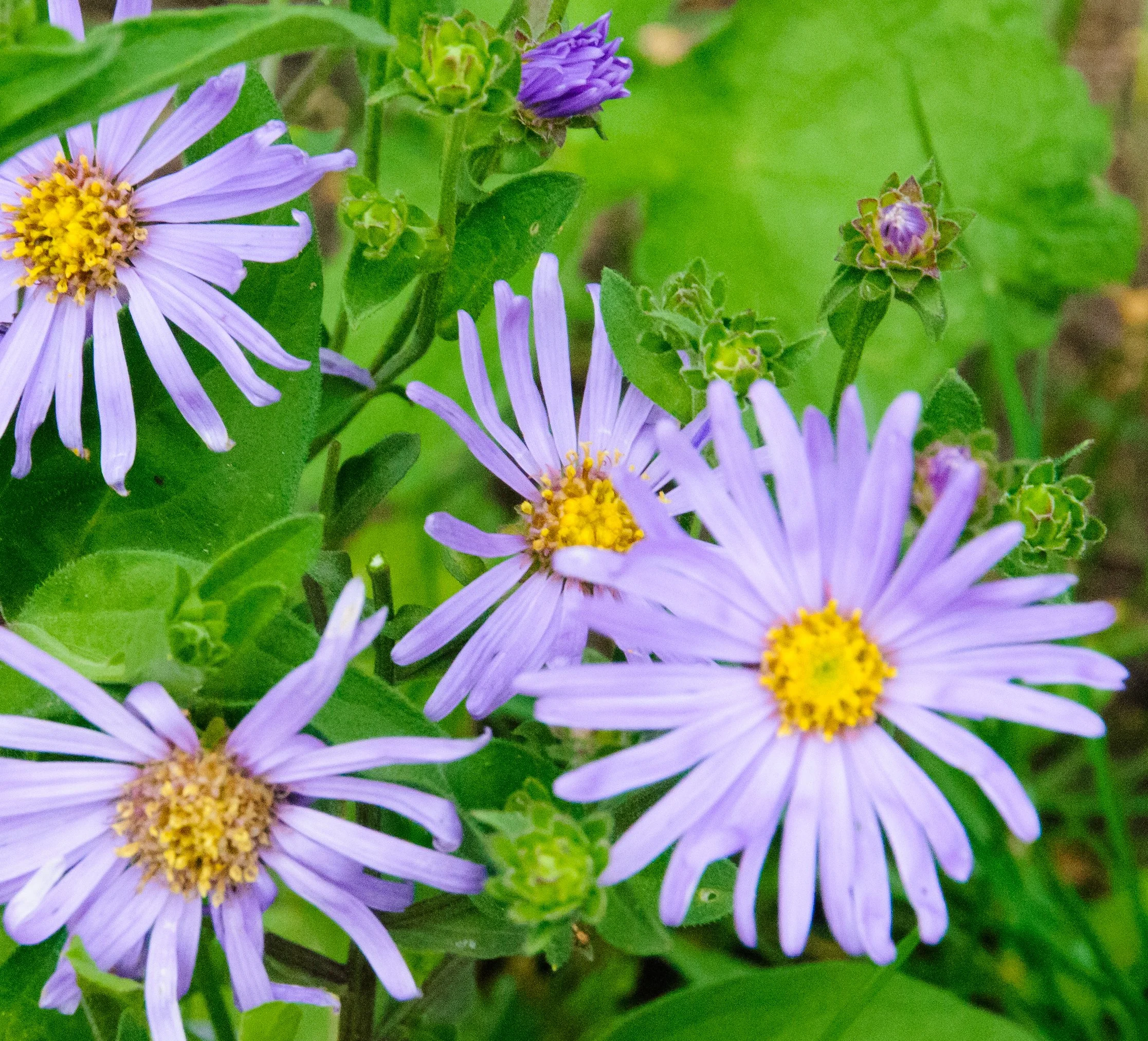 aster amellus.jpg