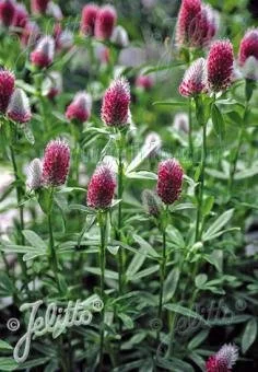 Ruddy clover (Trifolium rubens)