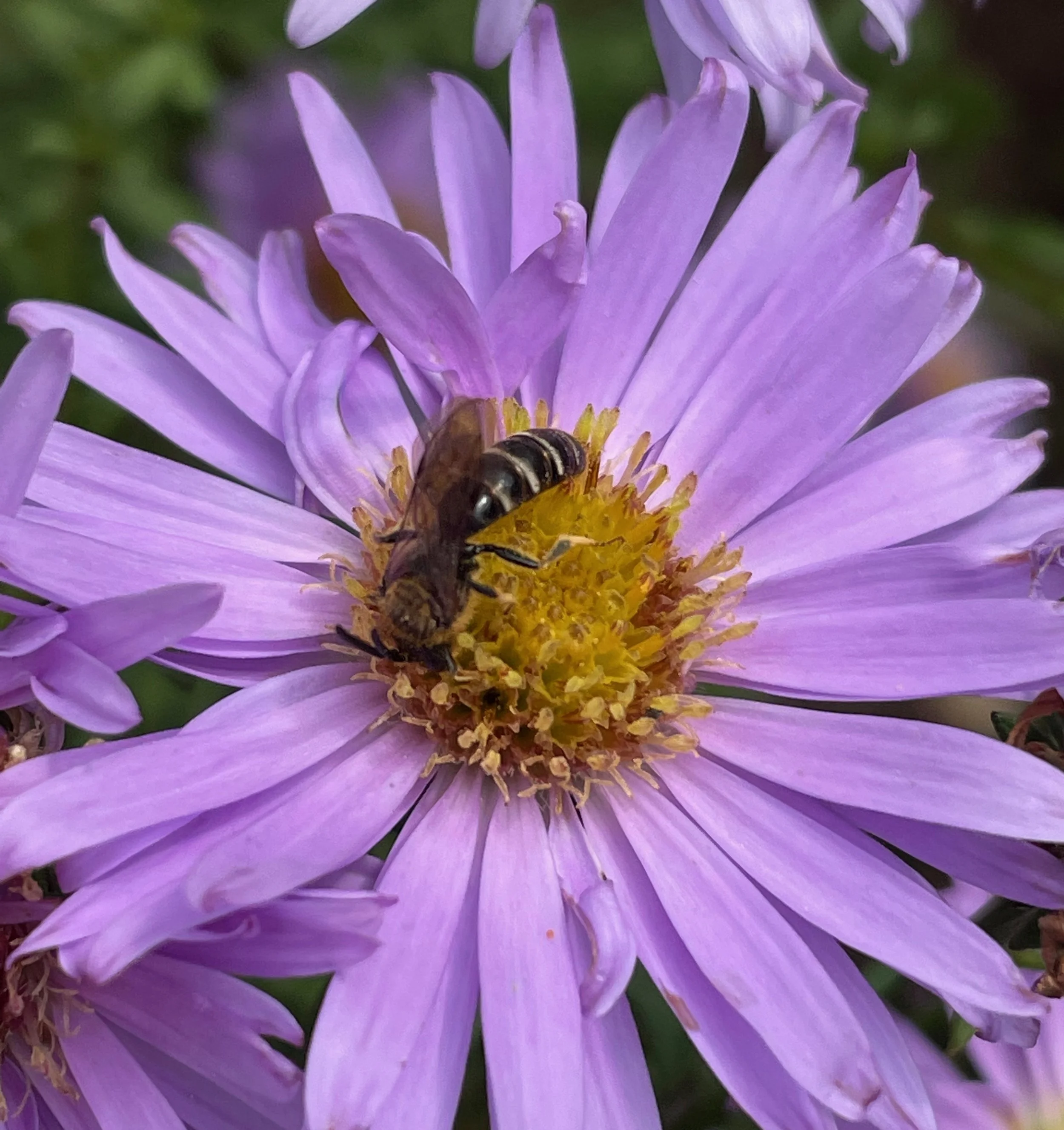 Aster novi-belgii
