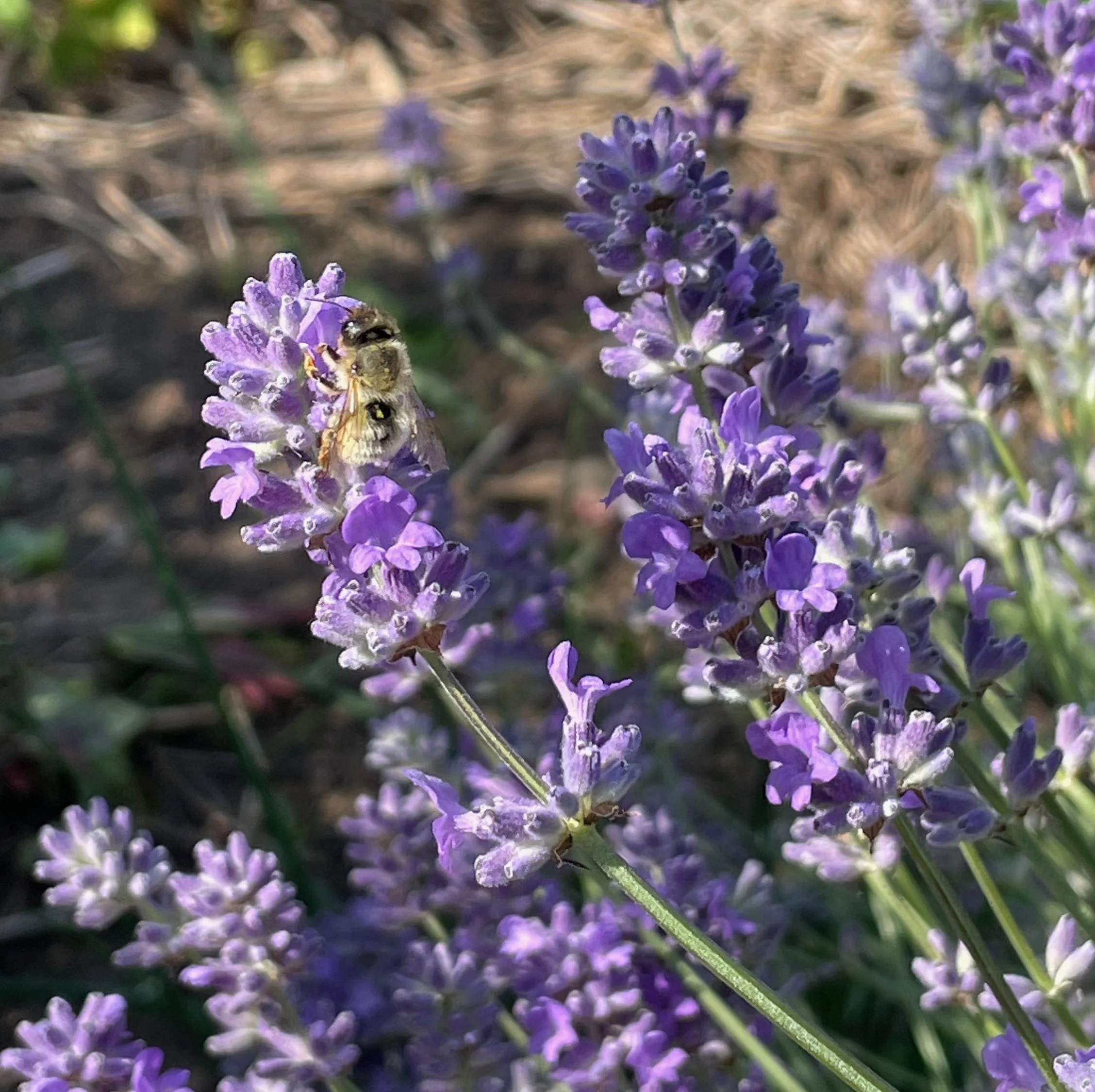 Lavender 'Hidcote'