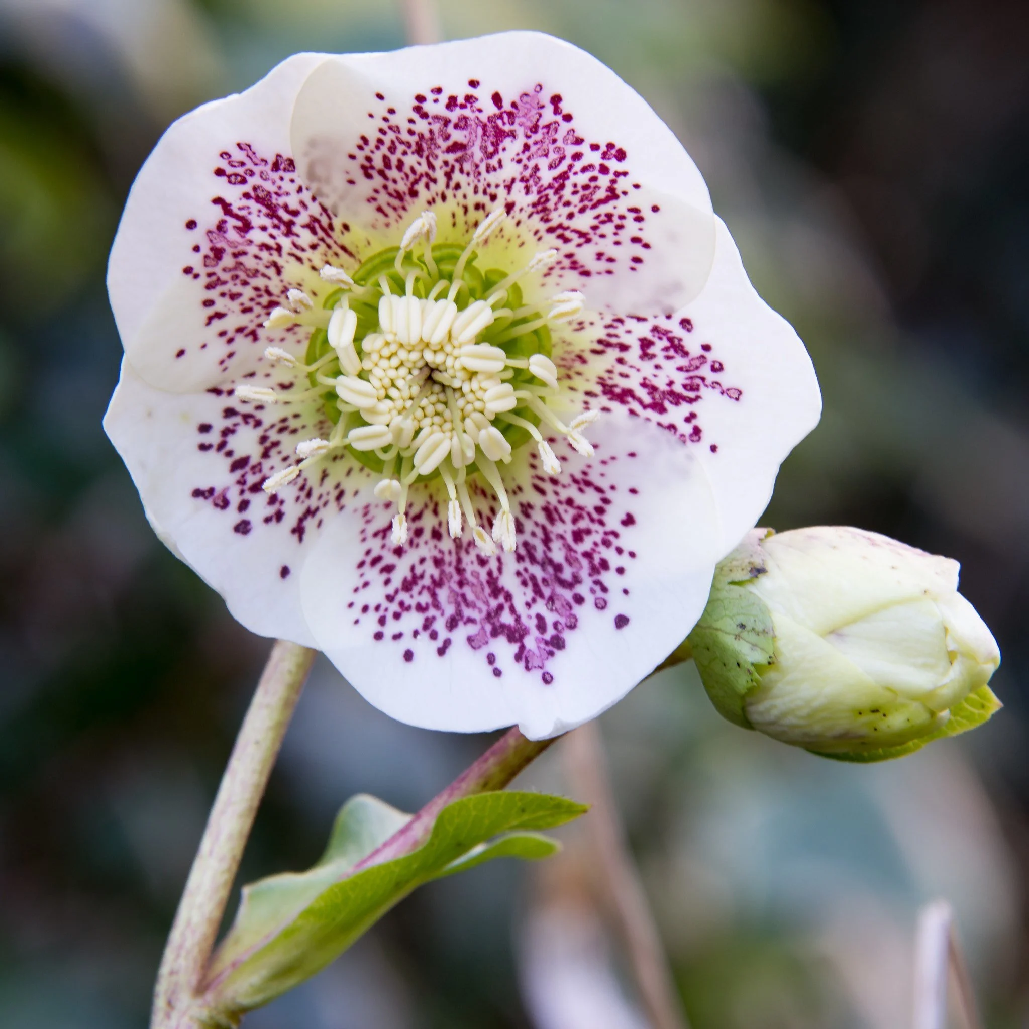 Hellebore.jpeg