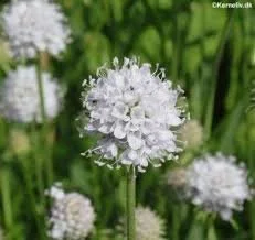 Succisella ‘frosted pearl'  (white devils-bit scabious)