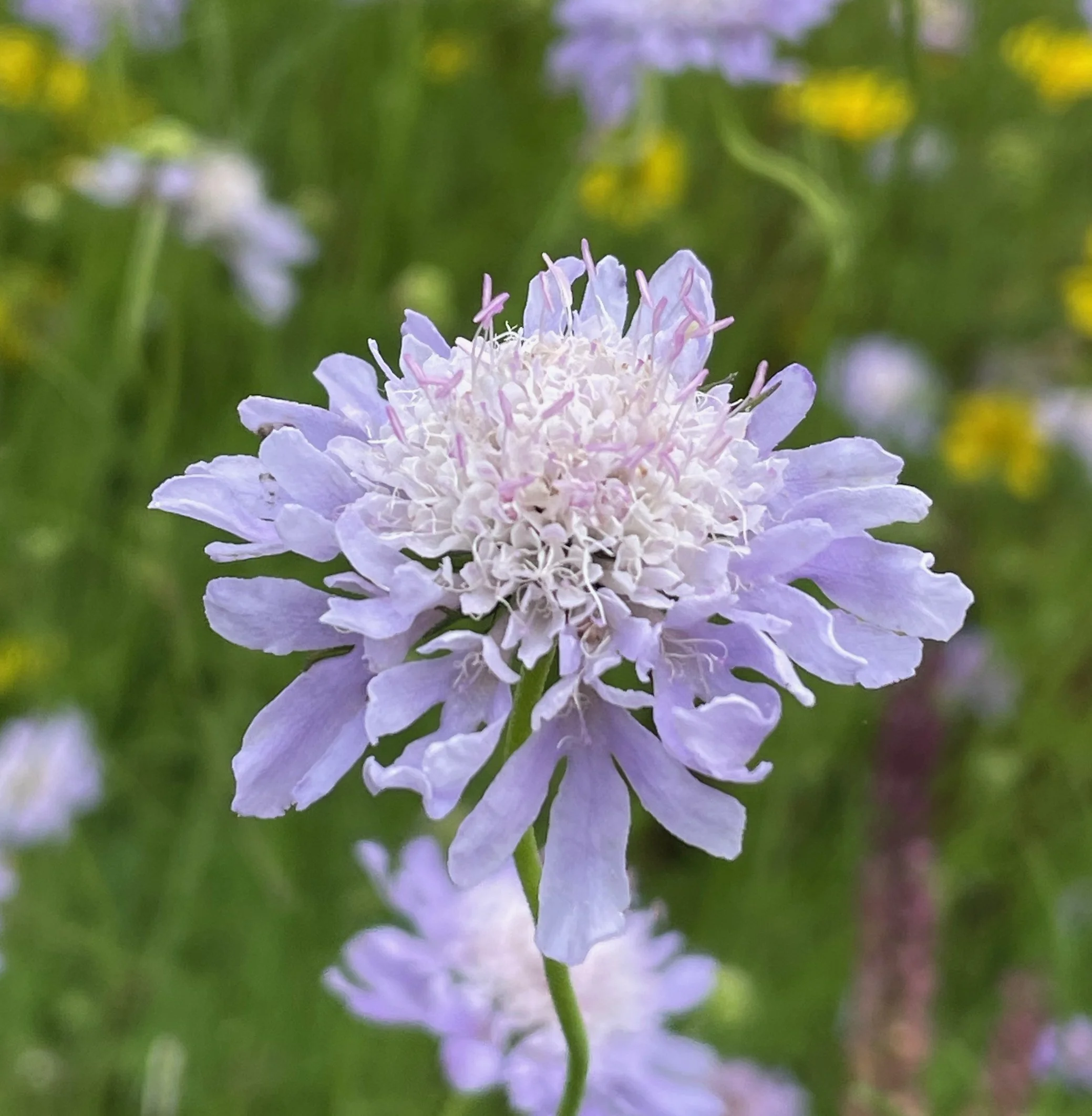 Lesser scabious (Scabiosa columbaria)