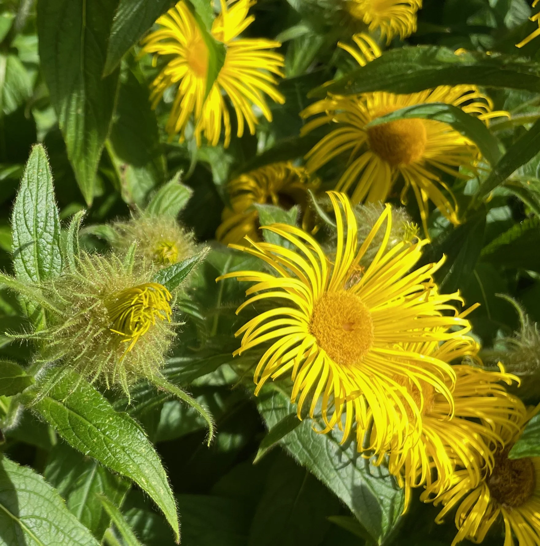 inula orientalis.jpeg