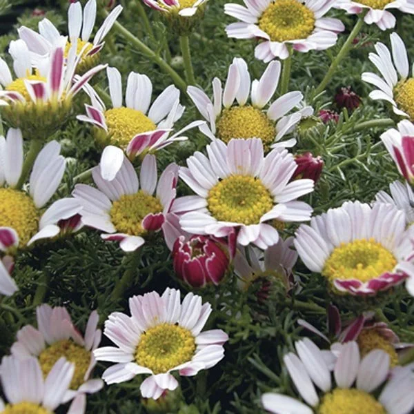 Anacyclus (pyranean daisy)