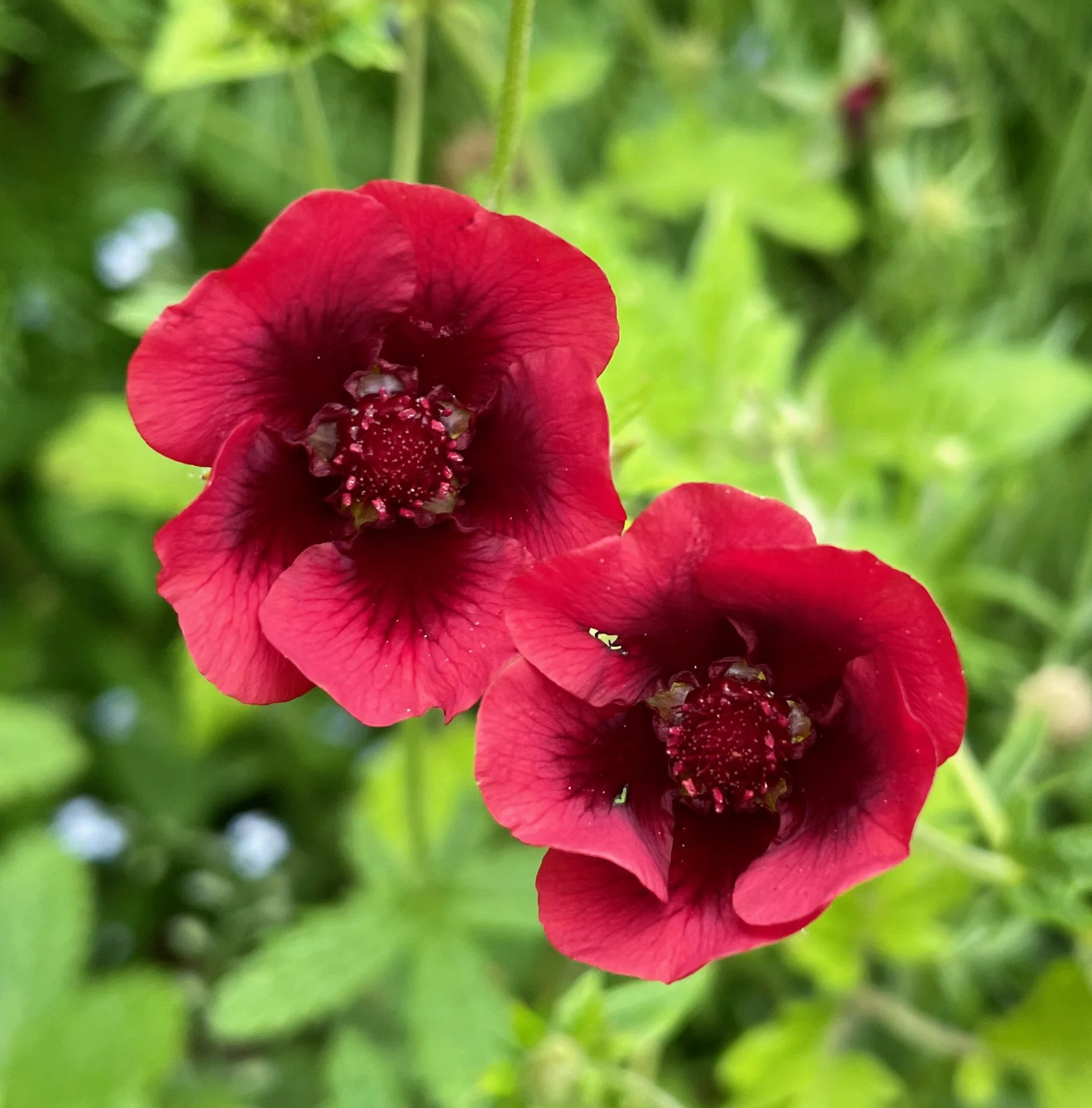 potentilla monarchs velvet.jpeg