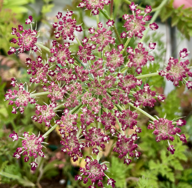 daucus dara home.png