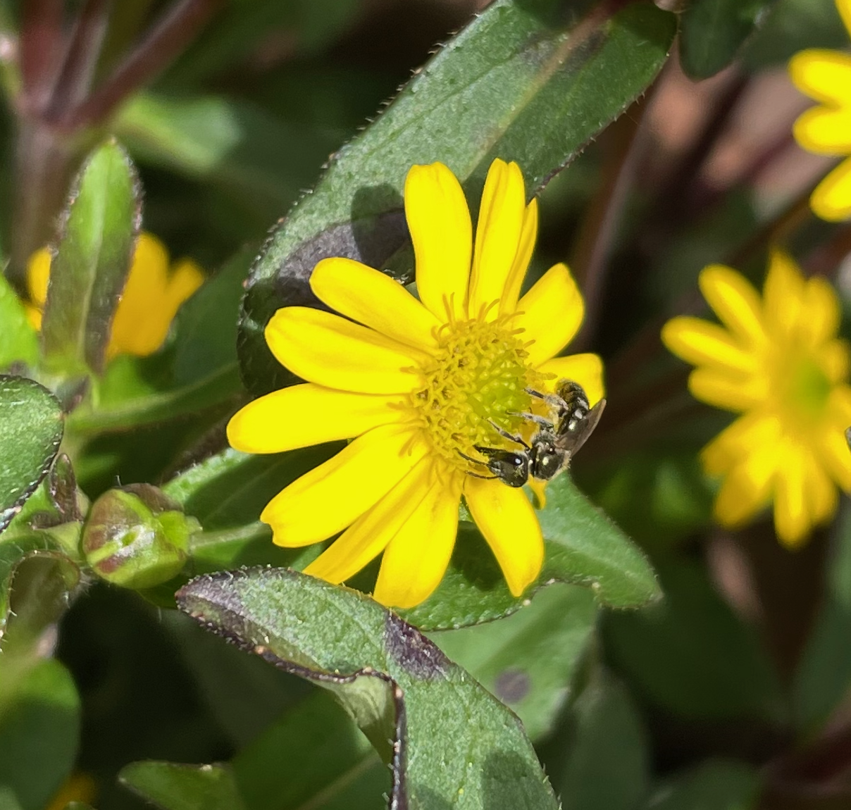 sanvitalia lasio.png