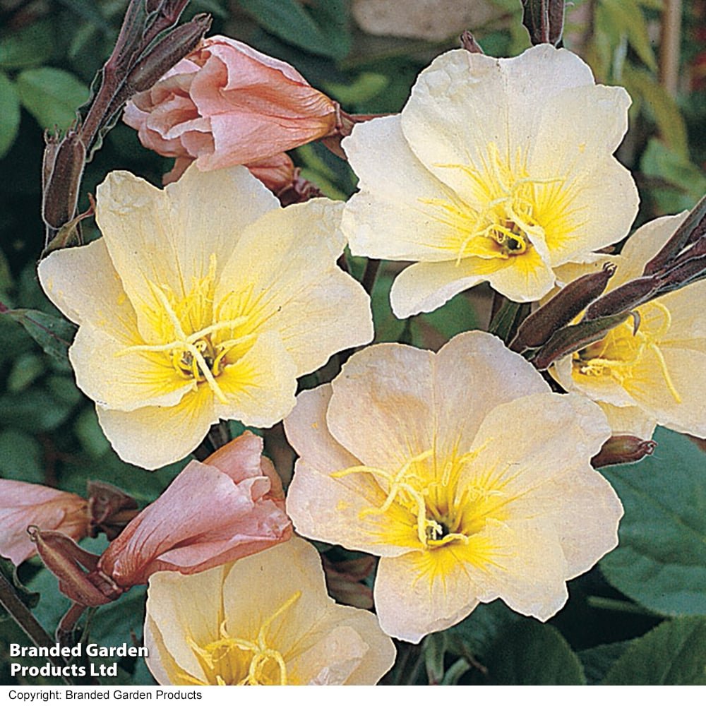 Oenothera 'lemon sunset'