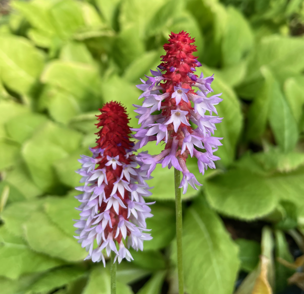 primula vialii.png