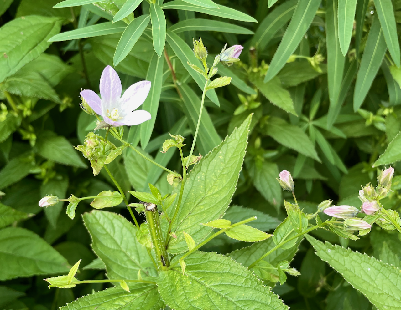 camanula secondary flowering.png